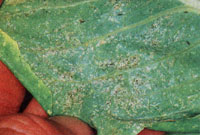 This romaine lettuce leaf has been stippled by thrips. The dark spots on the silverfish patches are thrips excrement.